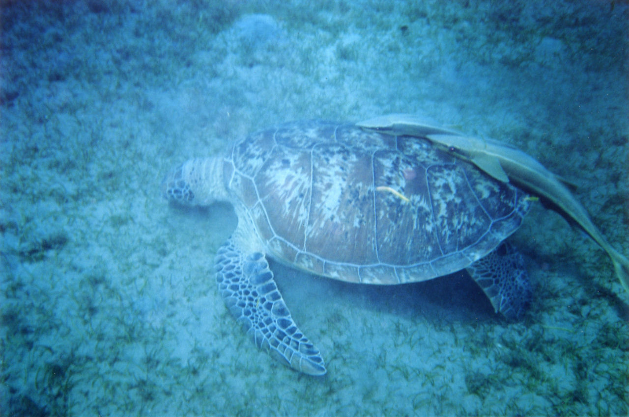 Chelonia mydas (Tartaruga verde)